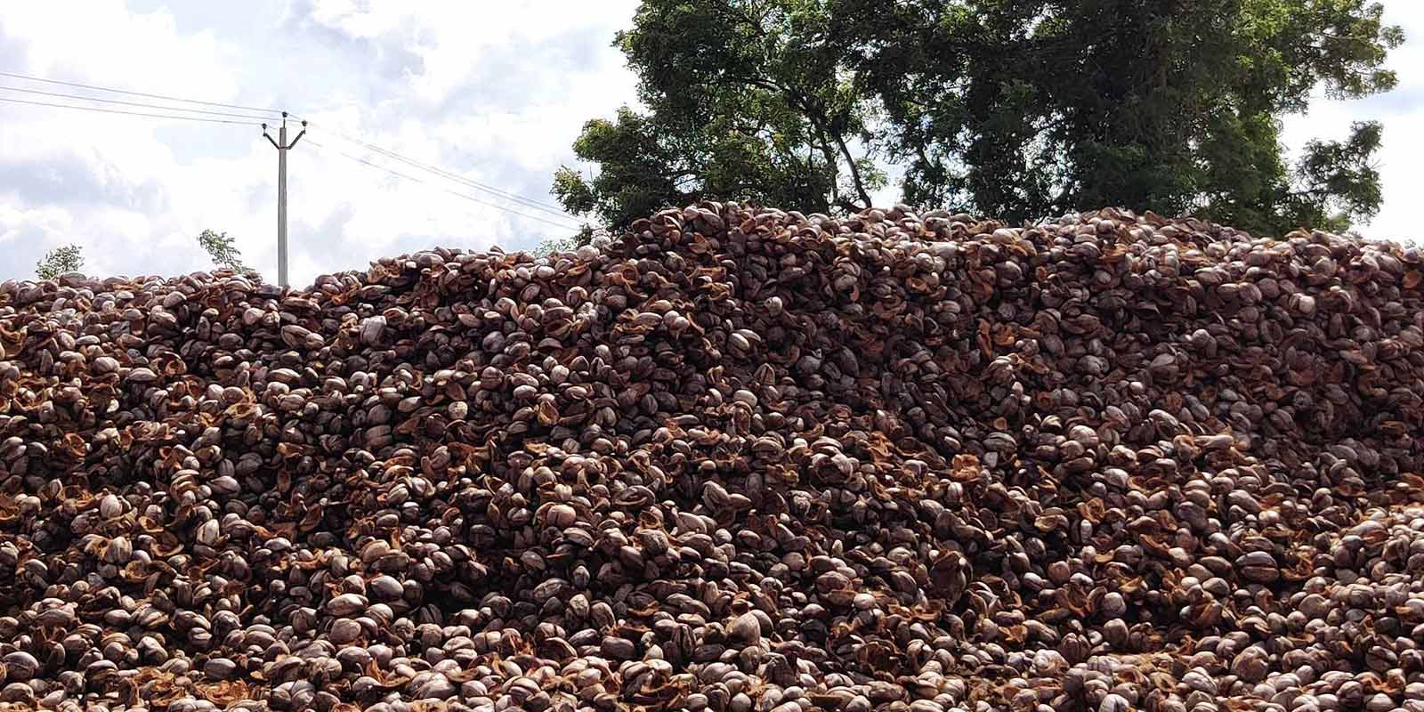 coconut-husks Coconut Husks